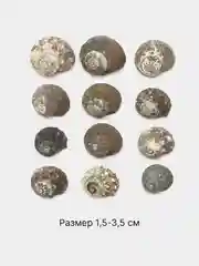 Зелёный хаки ракушки натуральные морские и океанические, грунт, наполнитель, декор для аквариума