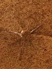 Стволовой круг из кокосового волокна 40 см, Plant!t