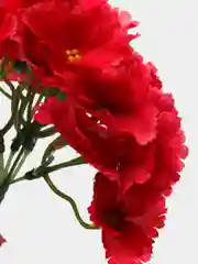Голубой головы цветов