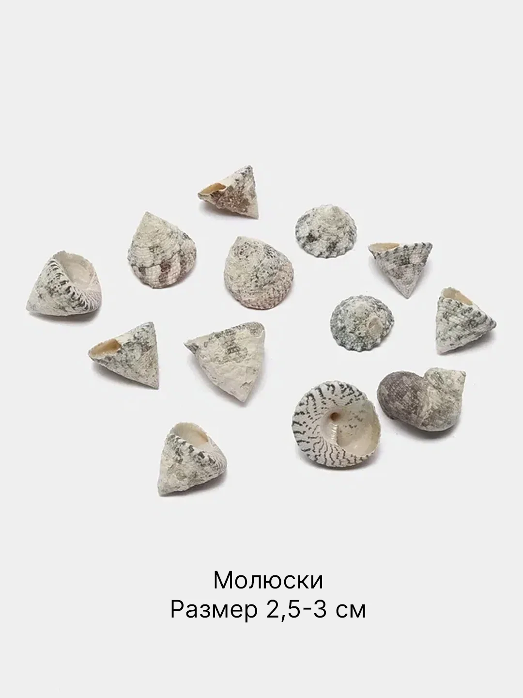 Мятный ракушки натуральные морские и океанические, грунт, наполнитель, декор для аквариума