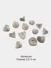 Мятный ракушки натуральные морские и океанические, грунт, наполнитель, декор для аквариума