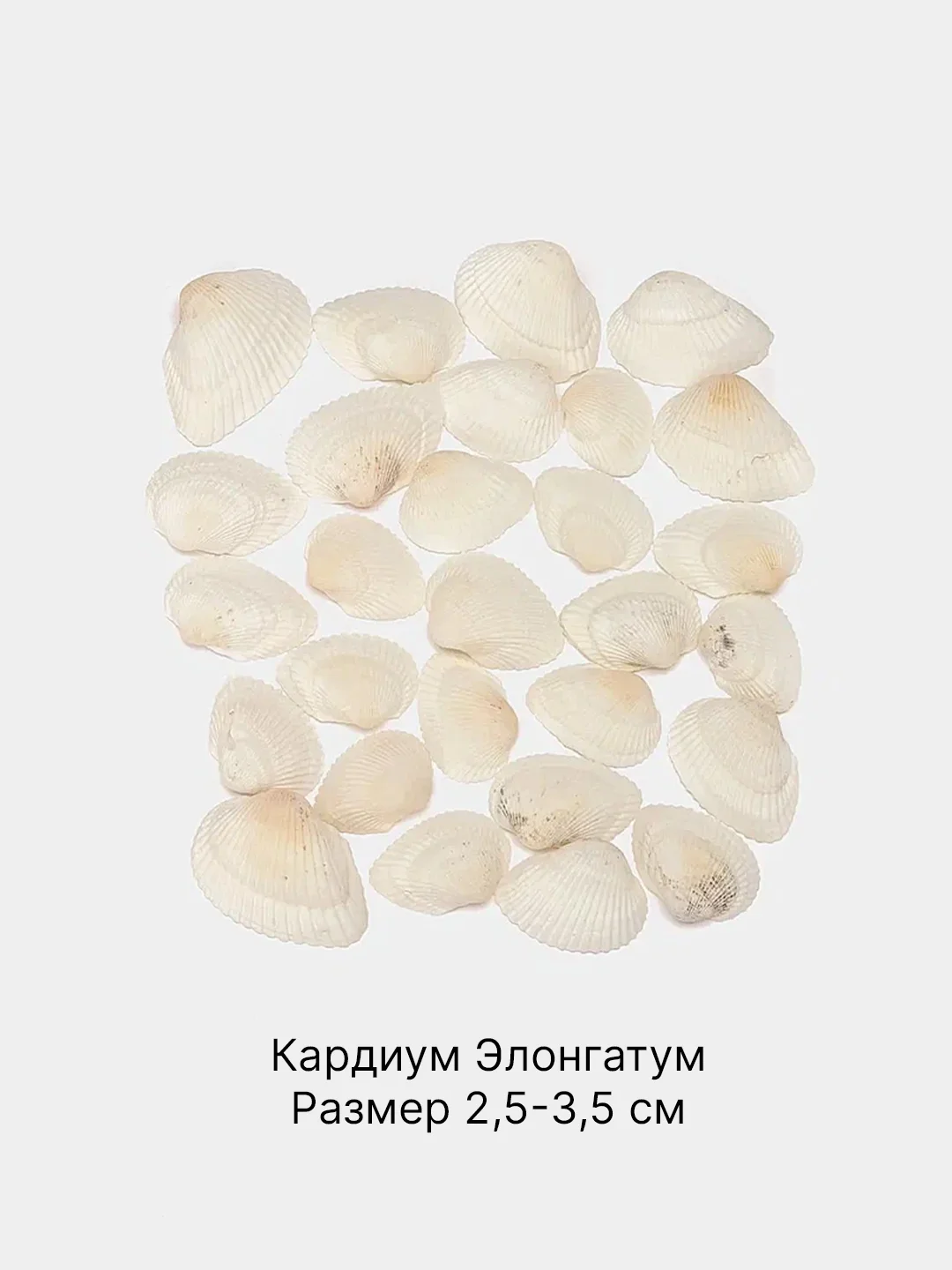 Молочный ракушки натуральные морские и океанические, грунт, наполнитель, декор для аквариума