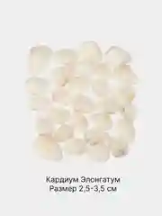 Молочный ракушки натуральные морские и океанические, грунт, наполнитель, декор для аквариума