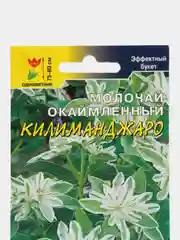 Молочай Килиманджаро (Эуфорбия), семена, цветы