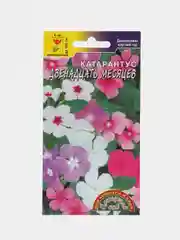 Катарантус Двенадцать месяцев комнатный, семена, цветы