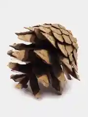 Шишки сосновые