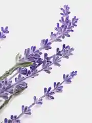 Искусственная лаванда, припыленная, кустик, прованс