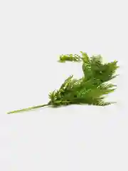 Зеленый папоротник ампельный, силикон