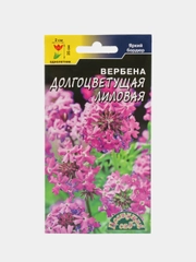 Вербена Долгоцветущая лиловая, семена, цветы
