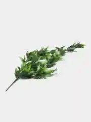 Зеленый полисциас кустарниковый, искусственные цветы
