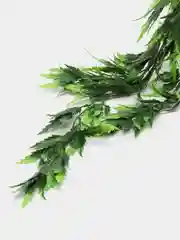 Зеленый полисциас кустарниковый, искусственные цветы
