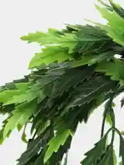 Зеленый полисциас кустарниковый, искусственные цветы