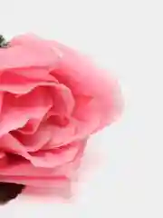 Розовый головы цветов