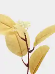 Желтый веточка эвкалипта, искусственные цветы
