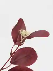 Красный веточка эвкалипта, искусственные цветы