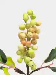 Белый черника, искусственные цветы