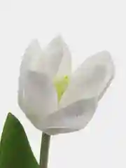 Белый искусственные цветы, тюльпаны