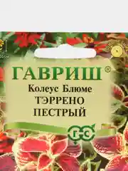 Колеус Тэррено пестрый, семена, цветы