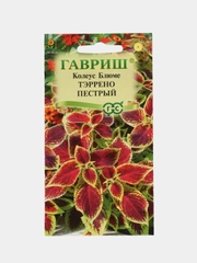 Колеус Тэррено пестрый, семена, цветы