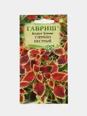 Колеус Тэррено пестрый, семена, цветы