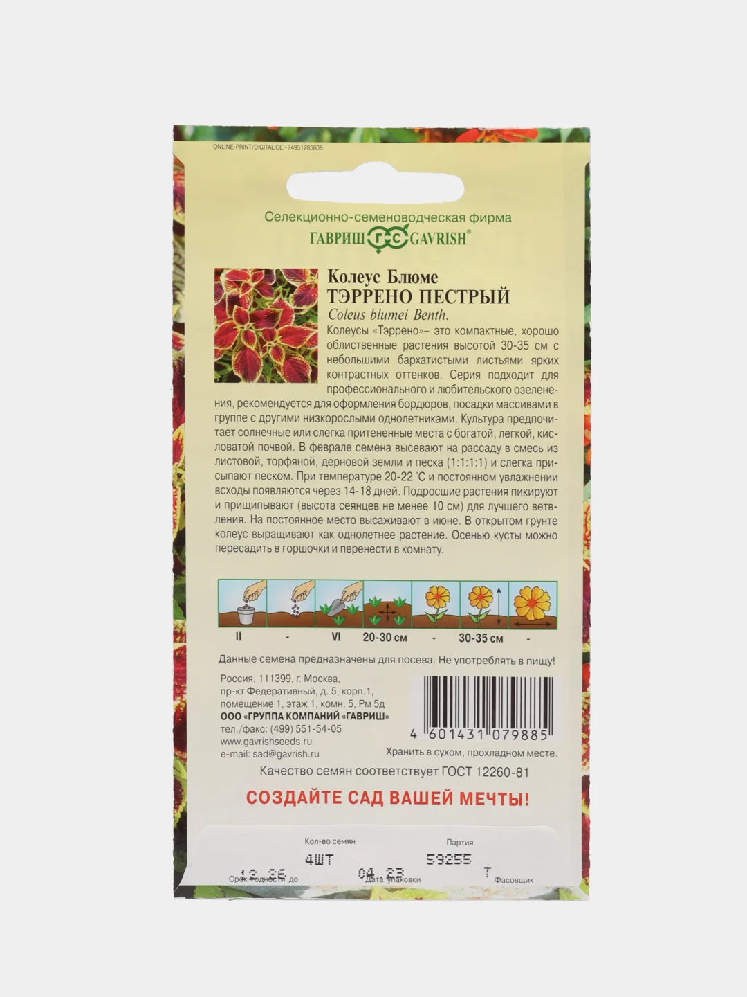Колеус Тэррено пестрый, семена, цветы