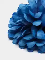 Головы хризантем цветов синие