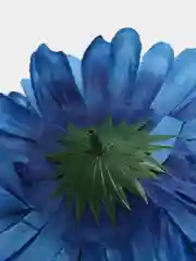 Головы хризантем цветов синие