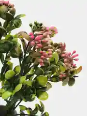 Розовый каланхоэ, ягоды, искусственная зелень, букет, эвкалипт, декор для дома, осока