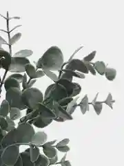Эвкалипт, искусственная зелень, листья, цветы, букет, трава, аспарагус