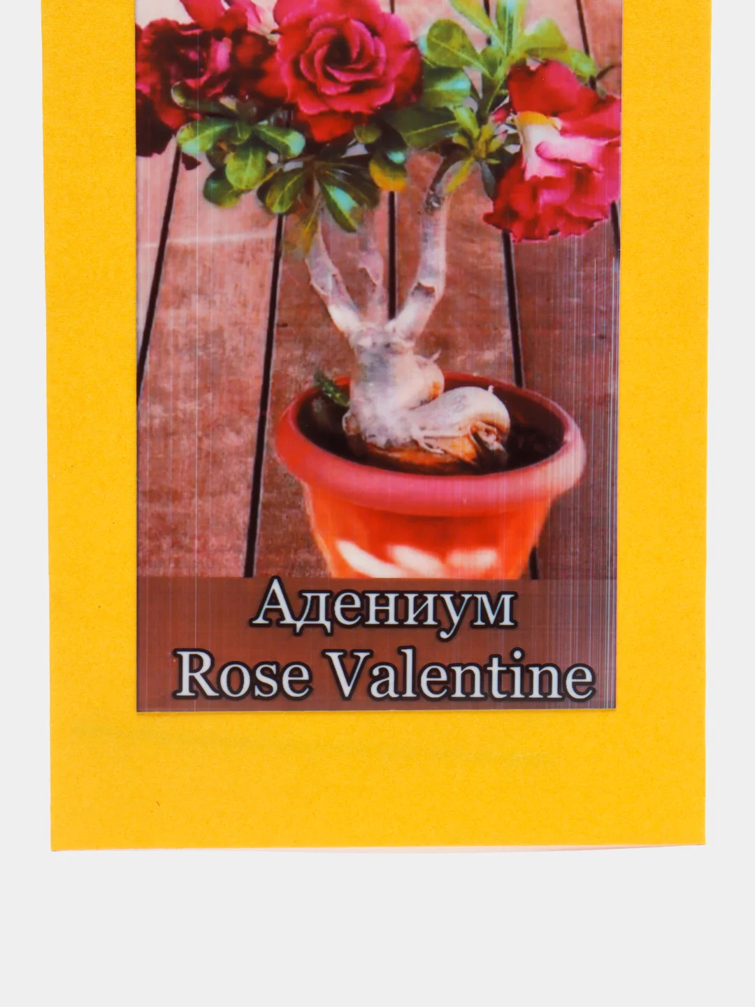 АДЕНИУМ Rose Valentine, цветы, семена