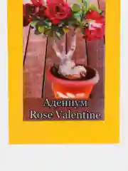 АДЕНИУМ Rose Valentine, цветы, семена