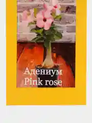 АДЕНИУМ Pink rose, семена, цветы