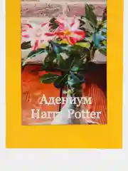 АДЕНИУМ Harry Potter, семена, цветы
