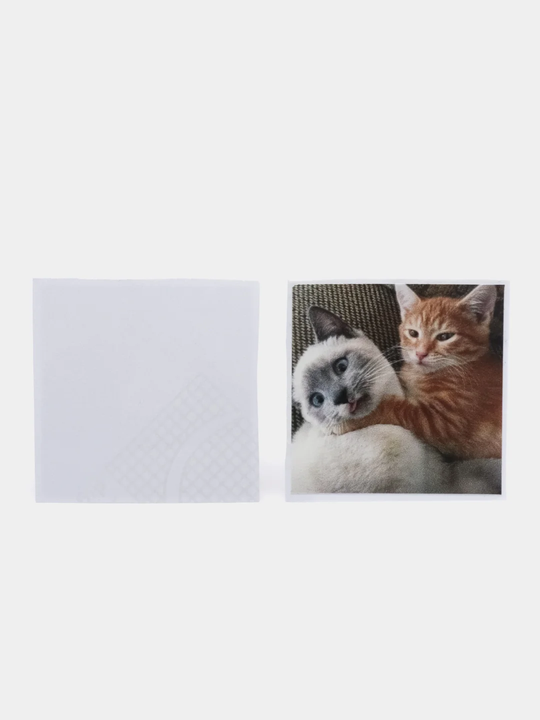 Лайм наклейки-стикеры "Котики, коты"