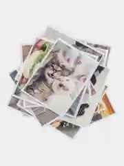 Лайм наклейки-стикеры "Котики, коты"