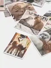Лайм наклейки-стикеры "Котики, коты"