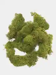 Тёмно-зелёный мох ягель стабилизированный, 50 г