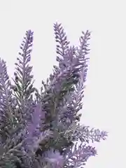 Лаванда в горшке, декор для дома