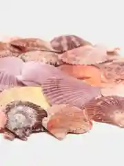 Розовый ракушки натуральные морские и океанические, грунт, наполнитель, декор для аквариума