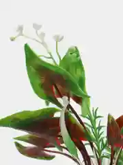 Растение для аквариума "Кала водная"