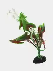 Растение для аквариума "Кала водная"