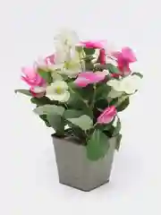 Розовый анютины глазки в металлическом кашпо