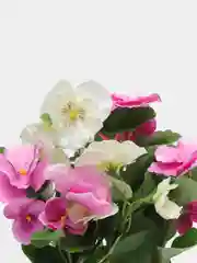 Розовый анютины глазки в металлическом кашпо