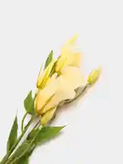 Бежевый искусственные цветы Эустома