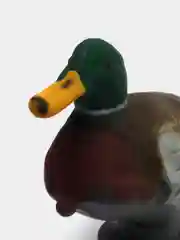 Чучело кряквы