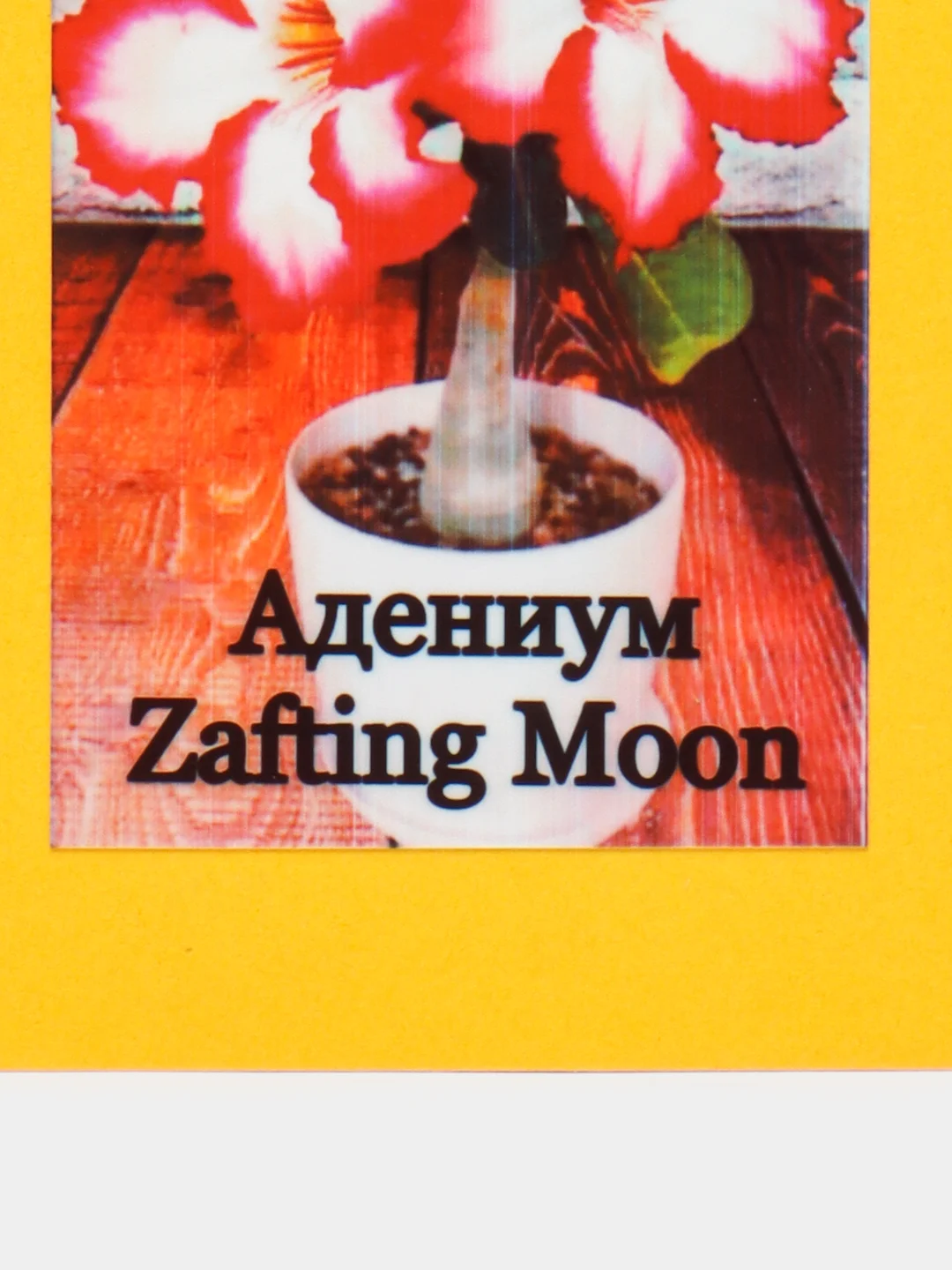 АДЕНИУМ Zaftig Moon, семена, цветы