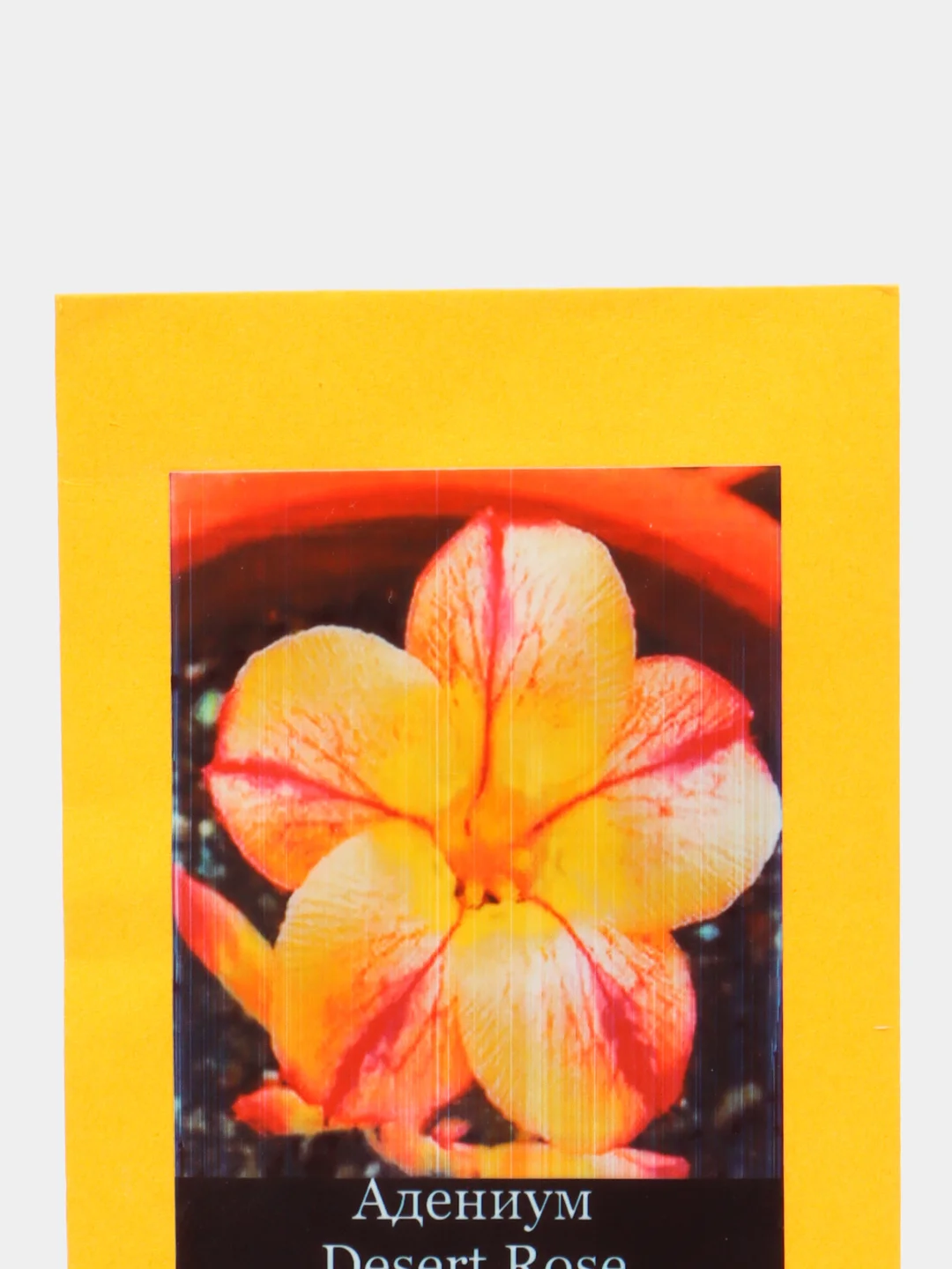 АДЕНИУМ, Adenium Obesum Desert Rose STAR OF YELLOW DREAM, цветы, семена