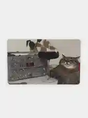 Наклейка на банковскую карту Кот Василий