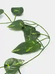 Лайм лиана листья искусственные. Для интерьера