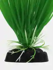 Растение для аквариума "Акорус зеленый"